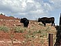 IMG_1526.jpg