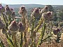 IMG_1562.jpg