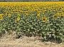 IMG_1567.jpg